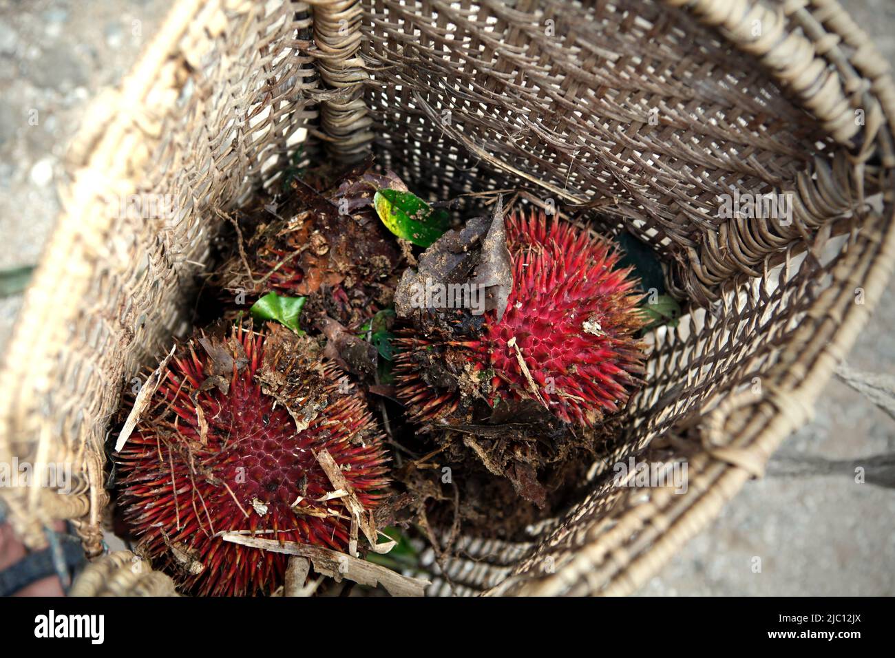 Durians rossi appena raccolti (Durio dulcis) all'interno del sacchetto di rattan in Sungai Utik, Batu Lintang, Embaloh Hulu, Kapuas Hulu, West Kalimantan, Indonesia. Foto Stock