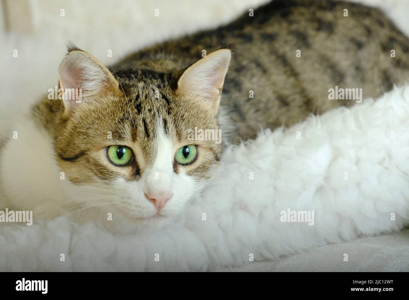 Gatto tabby adulto che staring a qualcosa che è attratto la sua attenzione Foto Stock