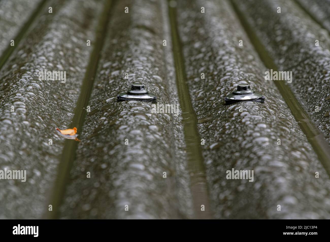 Goccioline di pioggia su un tetto di ferro ondulato, il ferro è tenuto giù da viti o chiodi della testa di piombo. Foto Stock