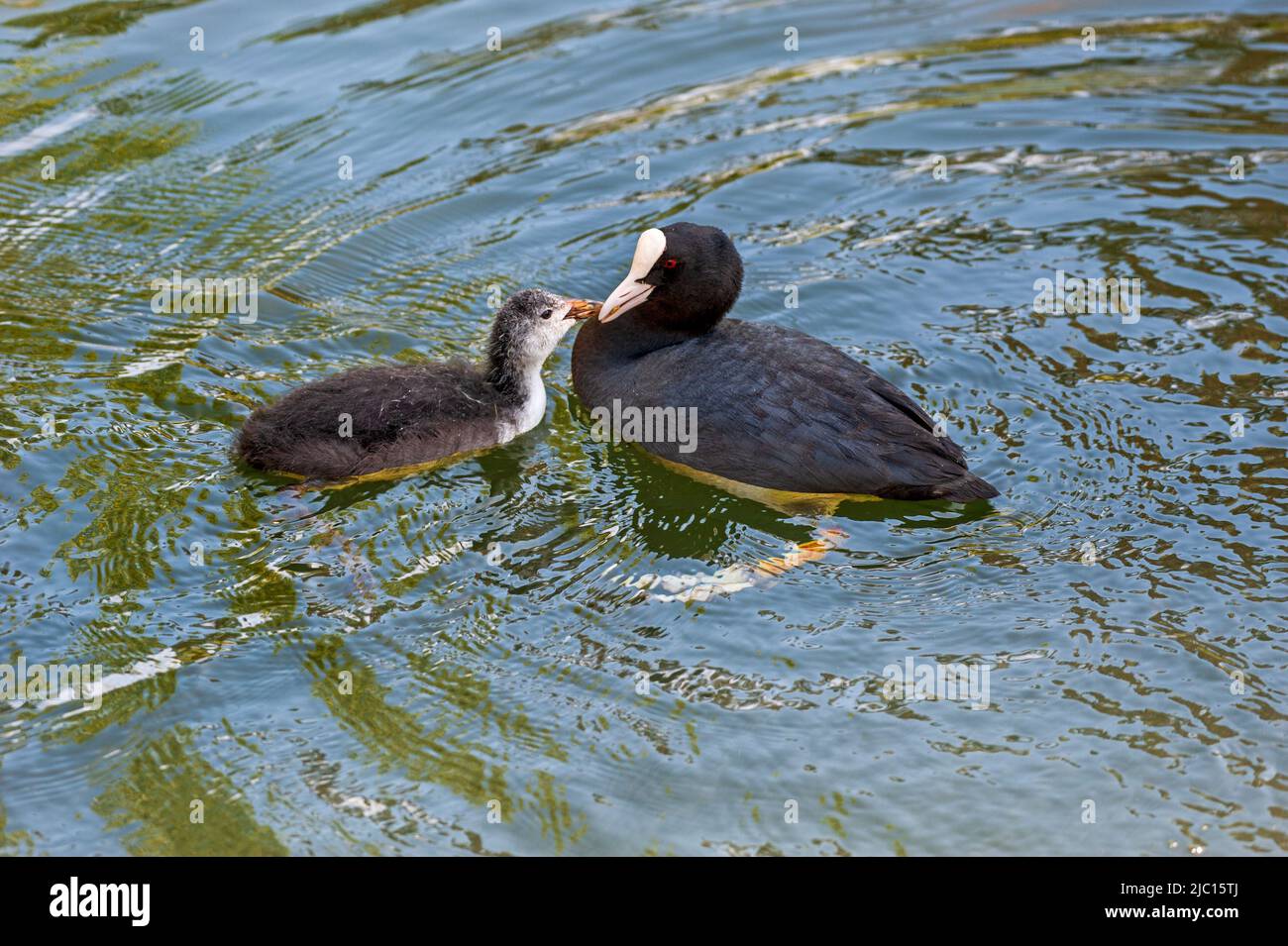 Coot (Fulica atra) e pulcino sul lago, fauna selvatica irlandese, Foto Stock