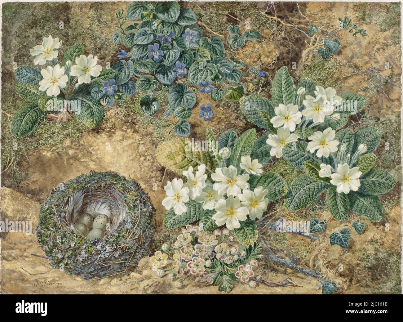 Vita morta del nido di un uccello, violetti fioriti di marzo, primrose bianche e un rametto di fiore di mela su sfondo di terra gialla, vita morta del nido di un uccello, violetti, primrose e fiore di mela, disegnatore: Thomas Frederick Collier, 1872, carta, pennello, h 285 mm x w 390 mm Foto Stock