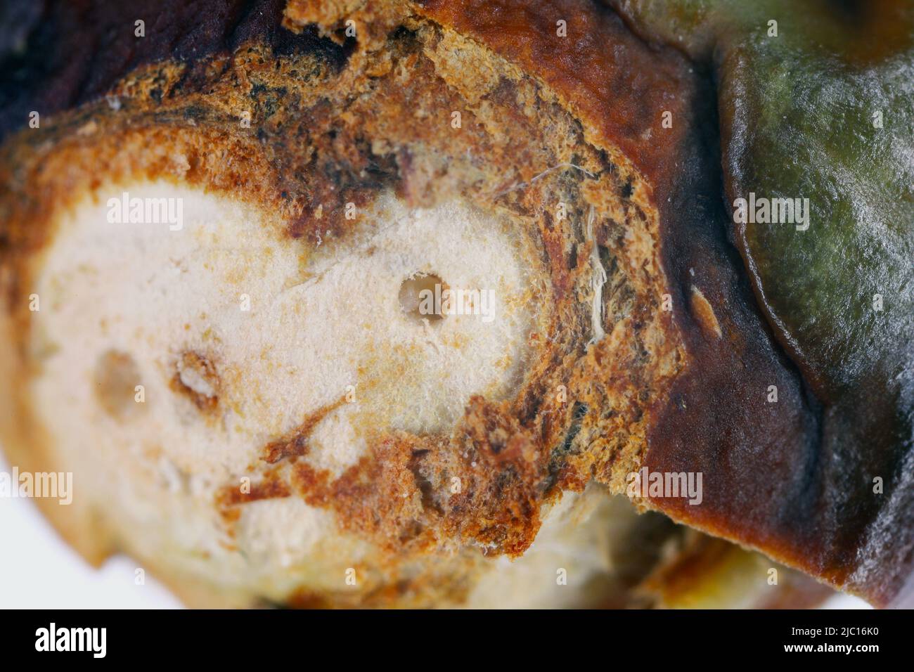 Dolce di ciliegia o di frutta di pietra Anthonomus Furcipes Retrostris. Frutta di ciliegia non matura infestata da questa peste di albero di pietra. Foto Stock