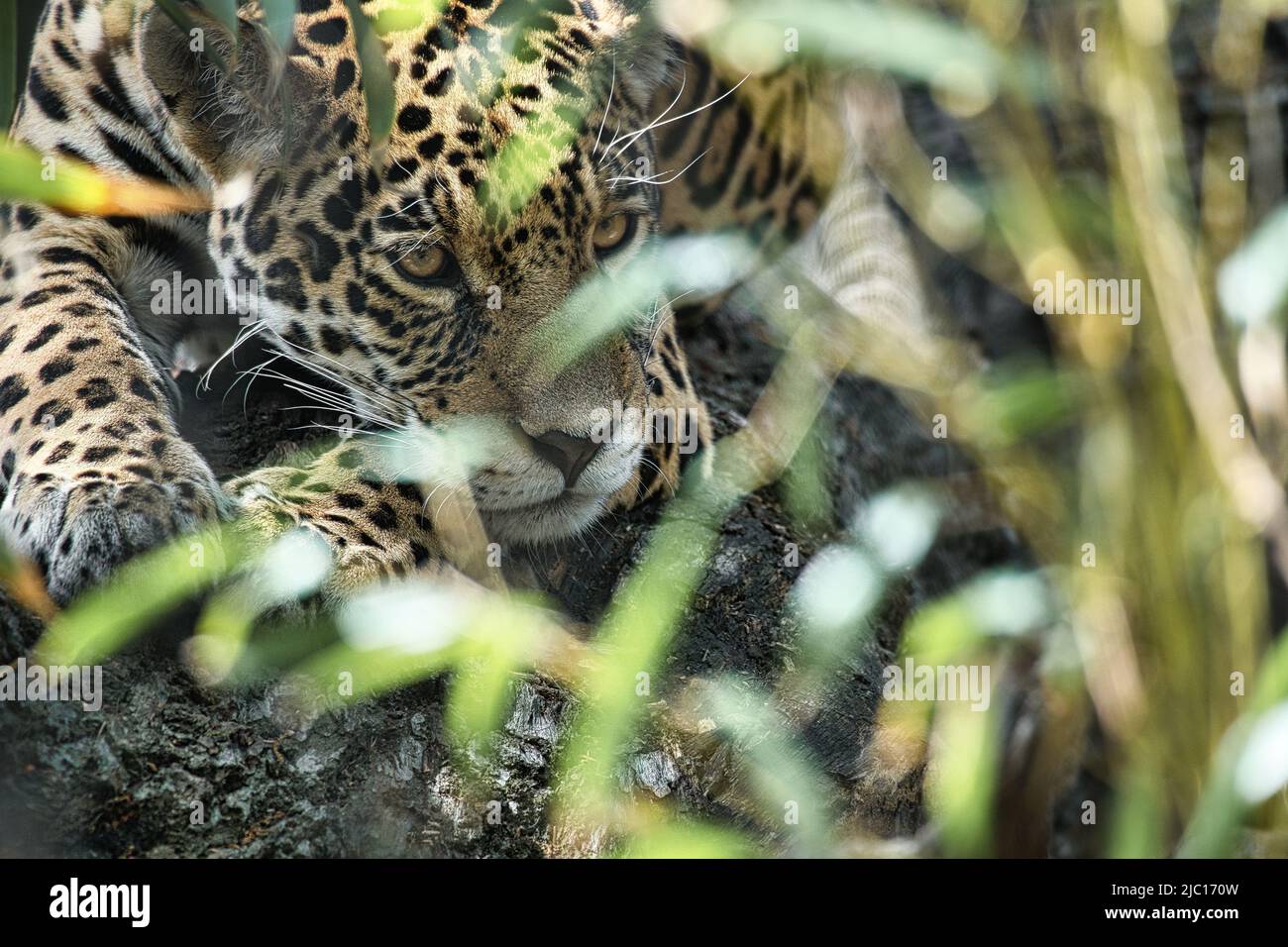 Jaguar sdraiata dietro l'erba. Pelliccia macchiata, mimetizzazione in agguato. Il gatto grande è un predatore. Guardare al visualizzatore. Foto animale di un cacciatore Foto Stock