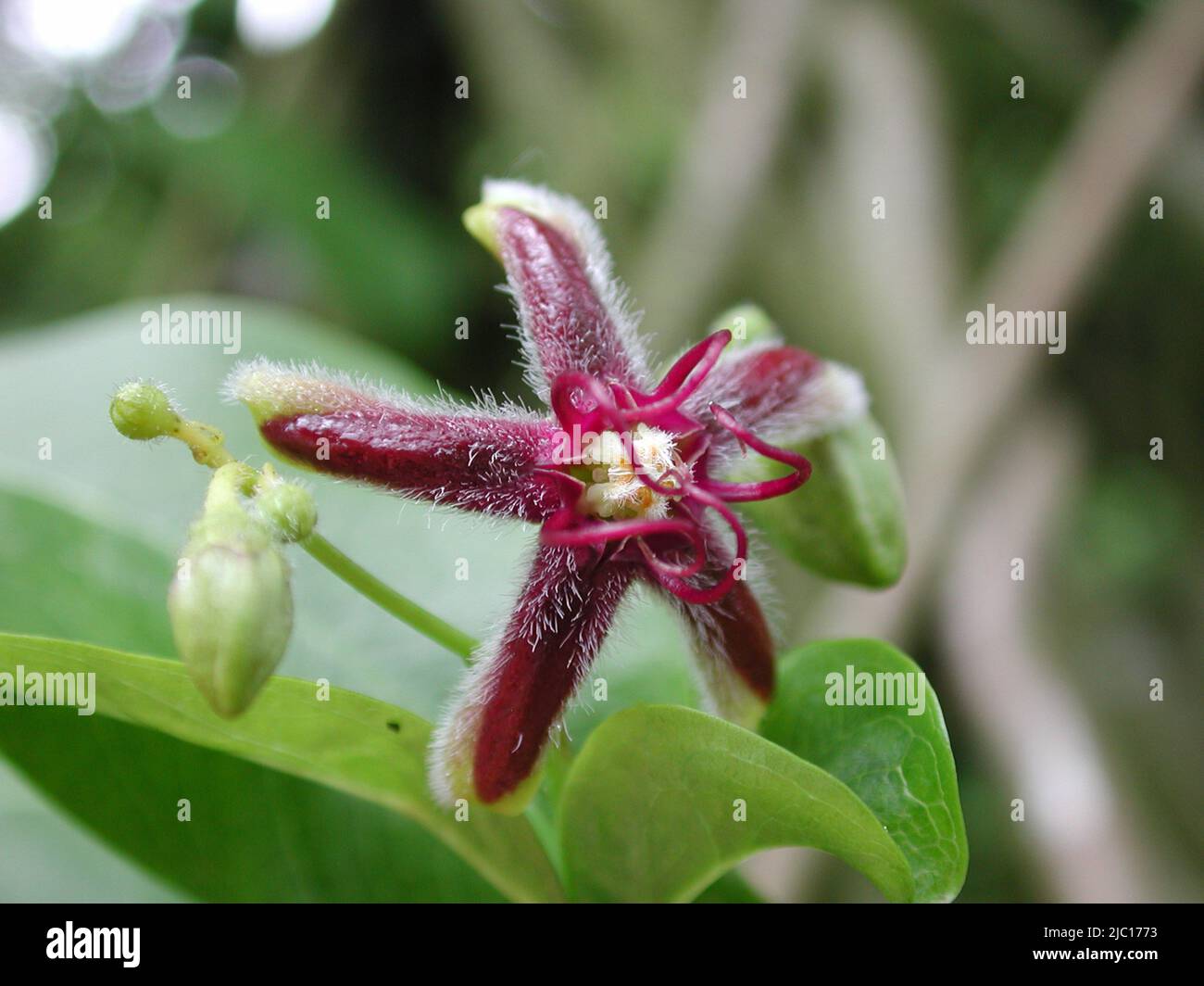 Silke vite (Periploca graeca), fiori Foto Stock