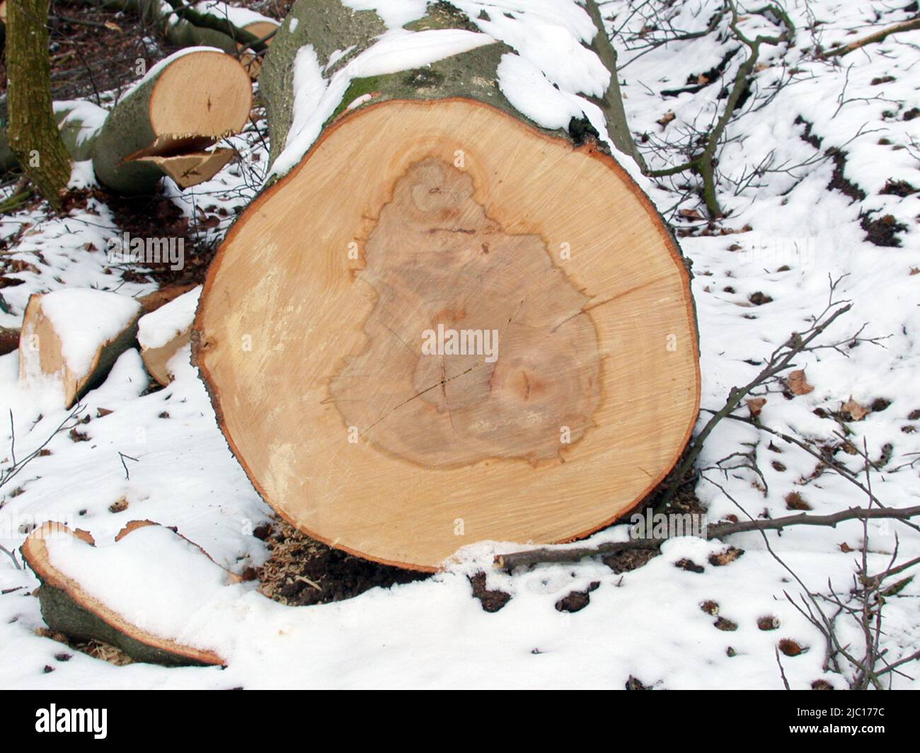Faggio comune (Fagus sylvatica), legno, tronco tagliato in inverno, Germania Foto Stock
