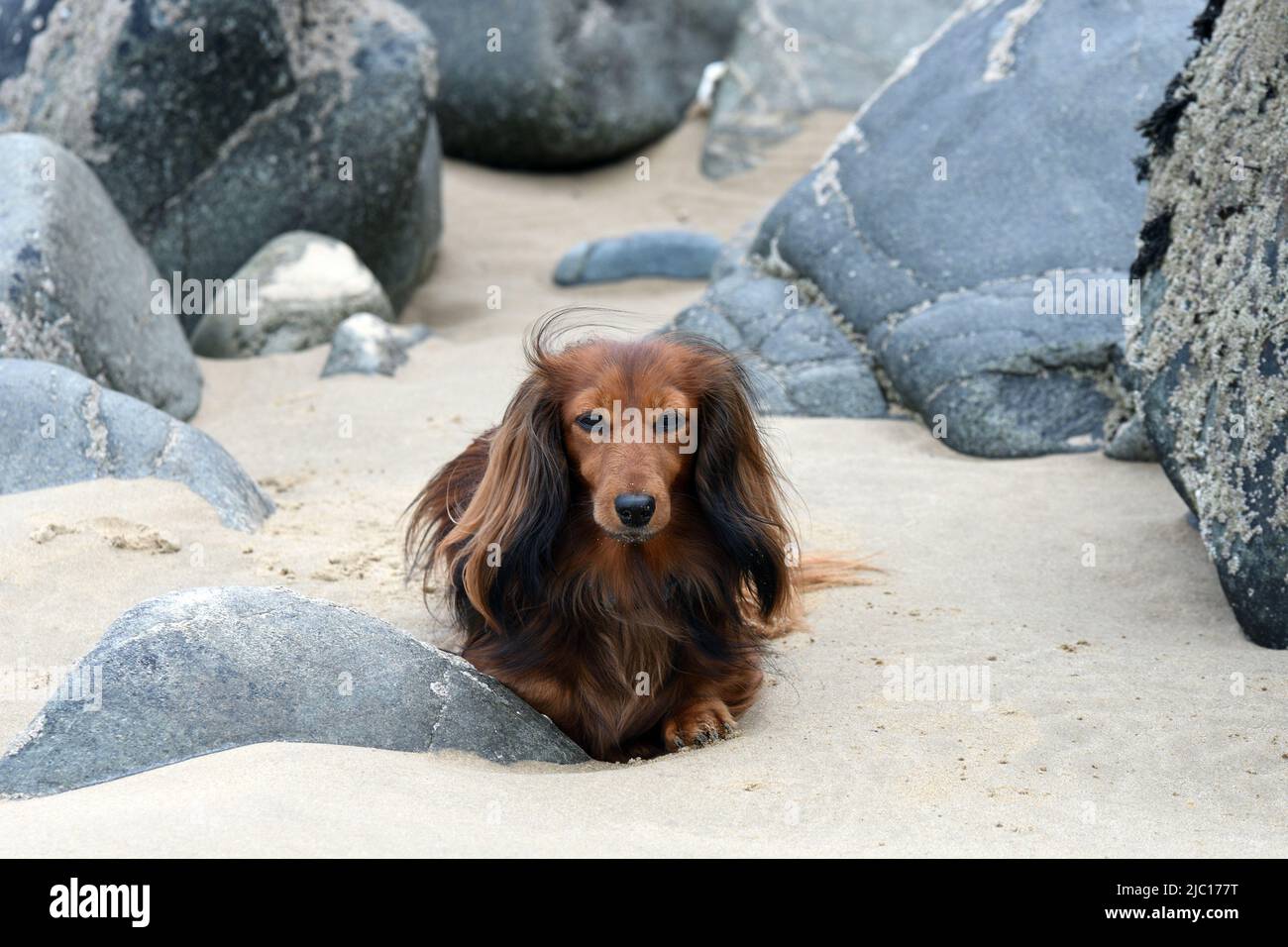 Dachshund a capelli lunghi, cane da salsiccia a capelli lunghi, cane domestico (Canis lupus F. familiaris), sdraiato sulla spiaggia tra rocce, Francia, Bretagna, Erquy Foto Stock