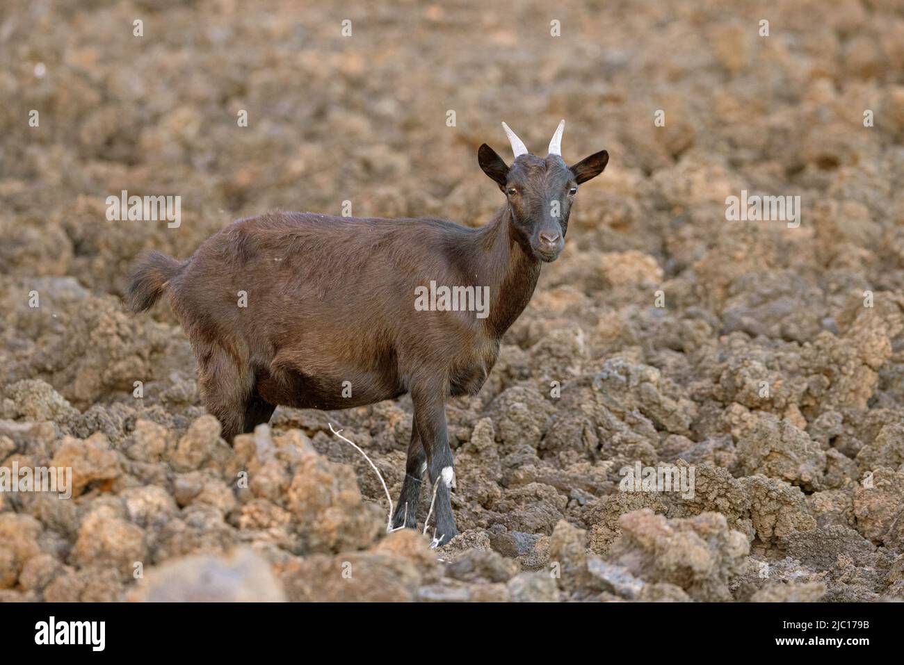 Capra domestica (Capra hircus, Capra aegagrus F. hircus), capra ferale in un campo di lava a Haleakala, Stati Uniti, Hawaii, Maui Foto Stock