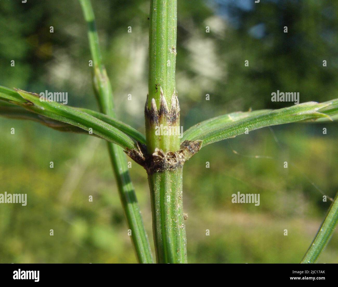 Campo Horsetail (Equisetum arvense), vortice di rami, Germania Foto Stock