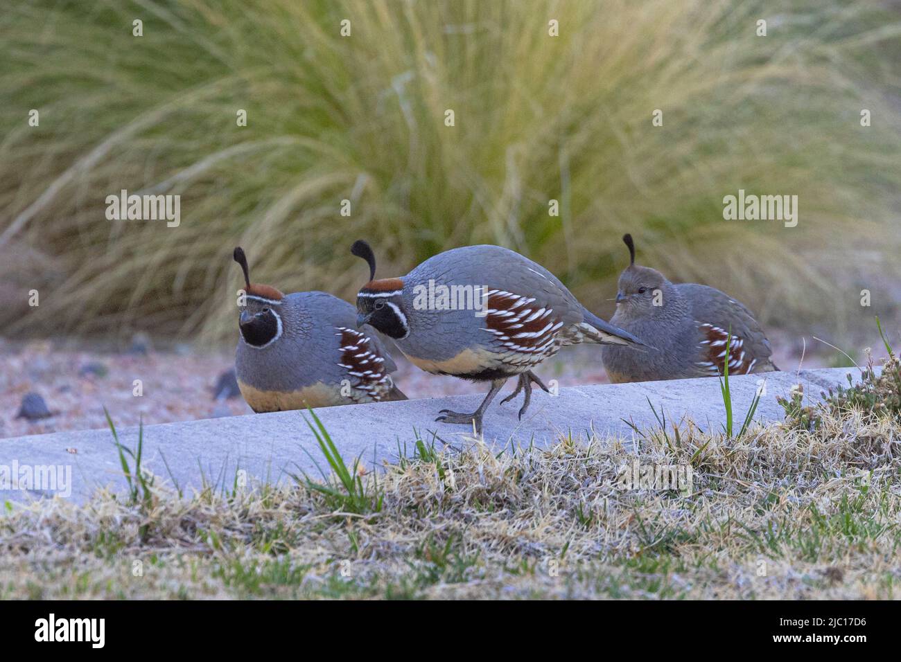 Quaglia di GAMBEL (Callipepla gambelii, Lophortyx gambelii), foraging a un percorso, USA, Arizona, sonora-Wueste Foto Stock