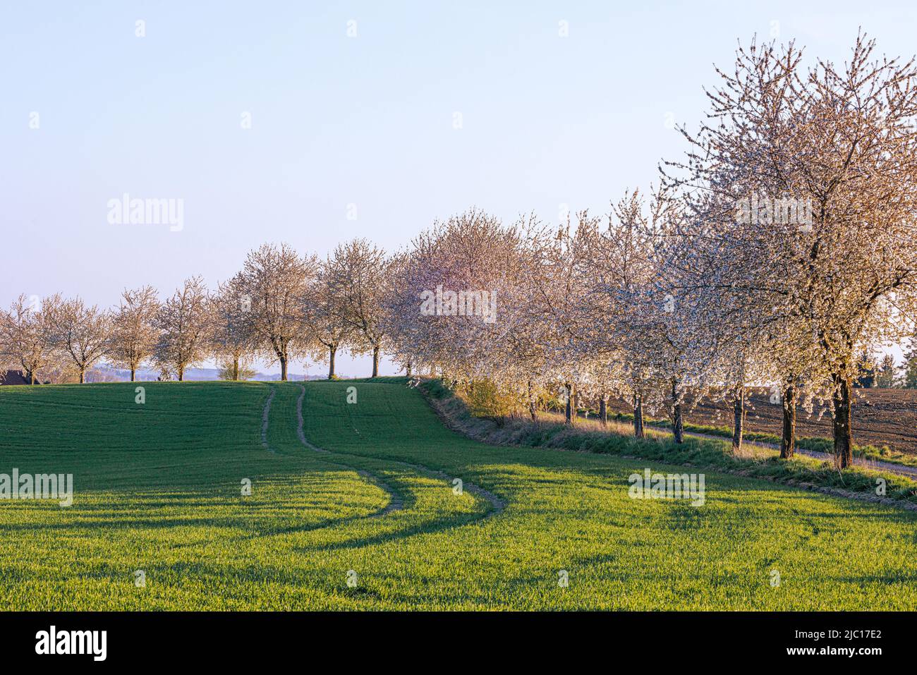 Ciliegio, ciliegio dolce (Prunus avium), ciliegio fiorente in controluce, Germania, Baviera, Gruenbach Foto Stock