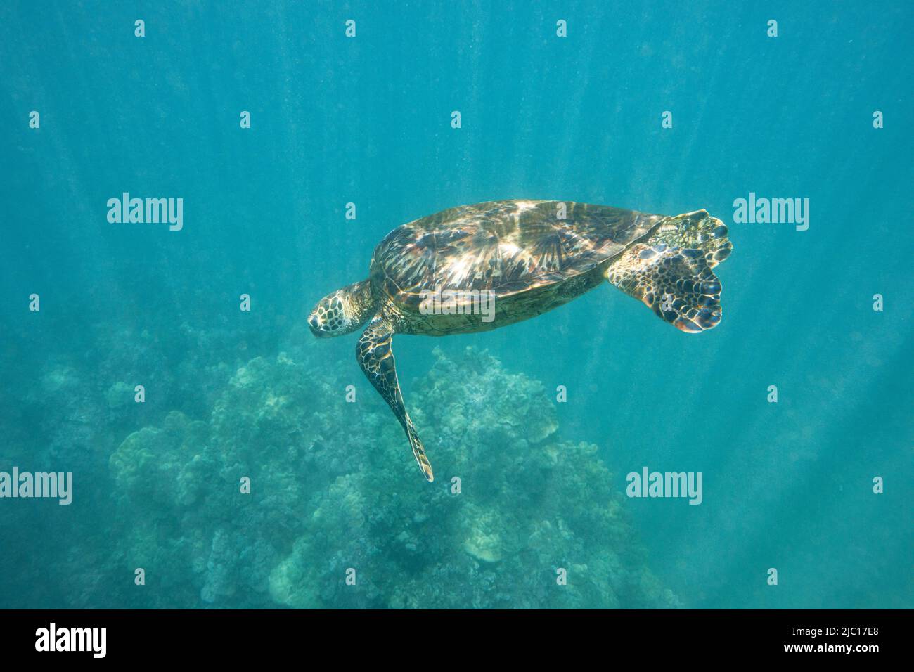 Tartaruga verde, tartaruga di roccia, tartaruga di carne (Chelonia mydas), nuoto in acqua soleggiato sopra una barriera corallina, Stati Uniti, Hawaii, Maui Foto Stock