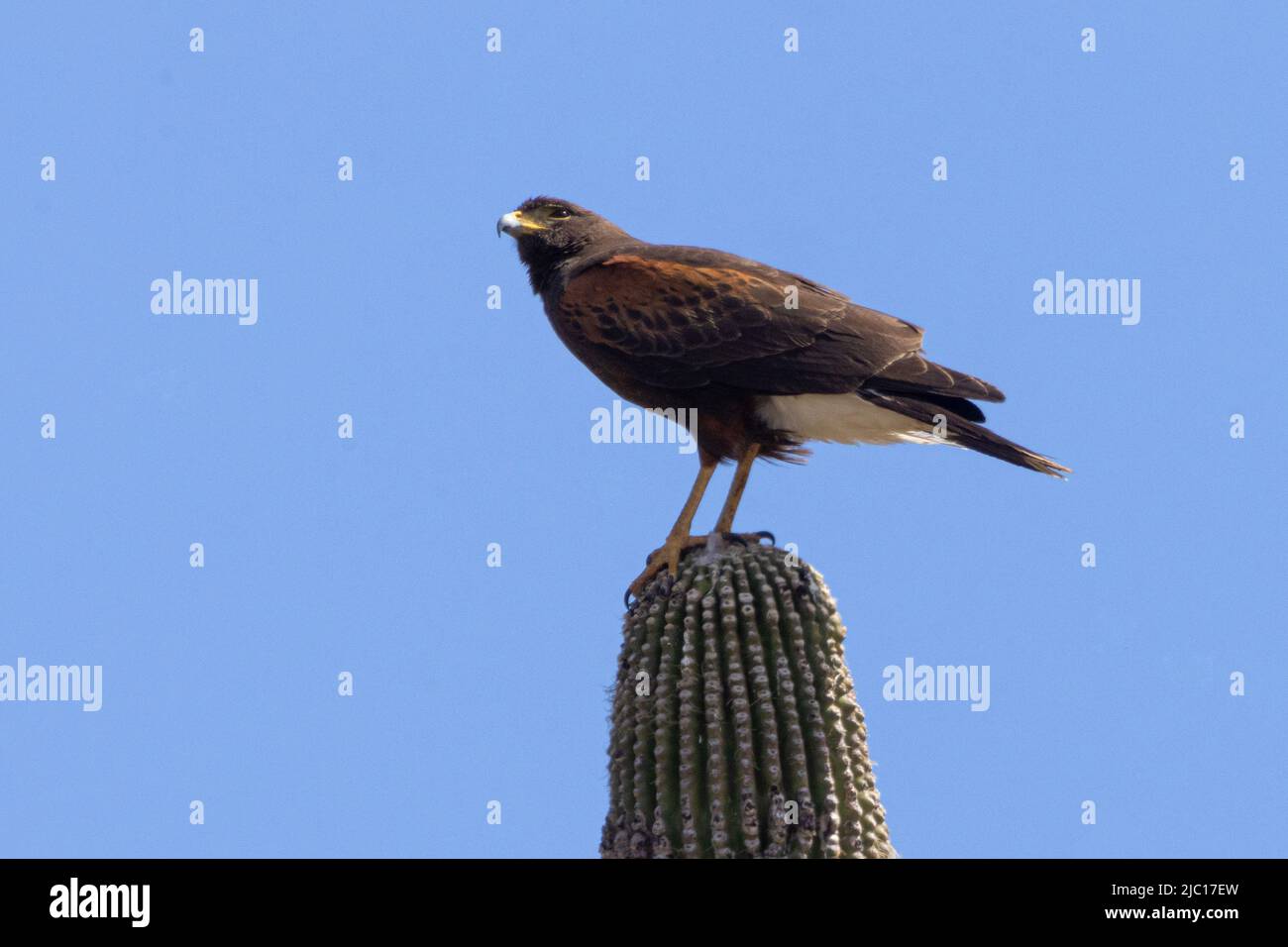 Falco di harris (Parabuteo unicinctus), arroccato su un cactus saguaro, USA, Arizona, sonora-Wueste Foto Stock
