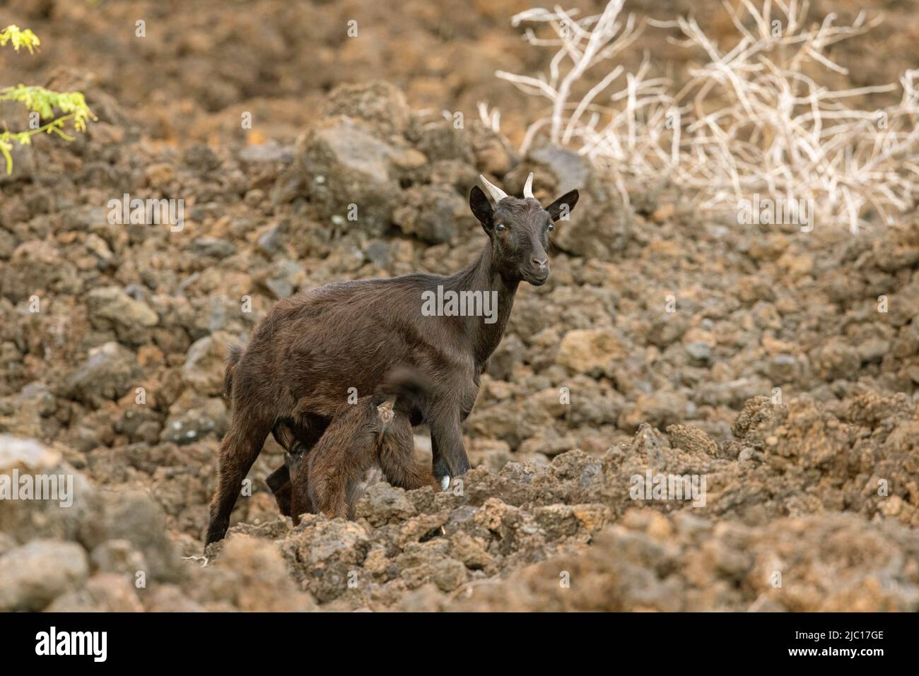 Capra domestica (Capra hircus, Capra aegagrus F. hircus), capra ferale succhia goatling in un campo di lava al Haleakala, Stati Uniti, Hawaii, Maui Foto Stock