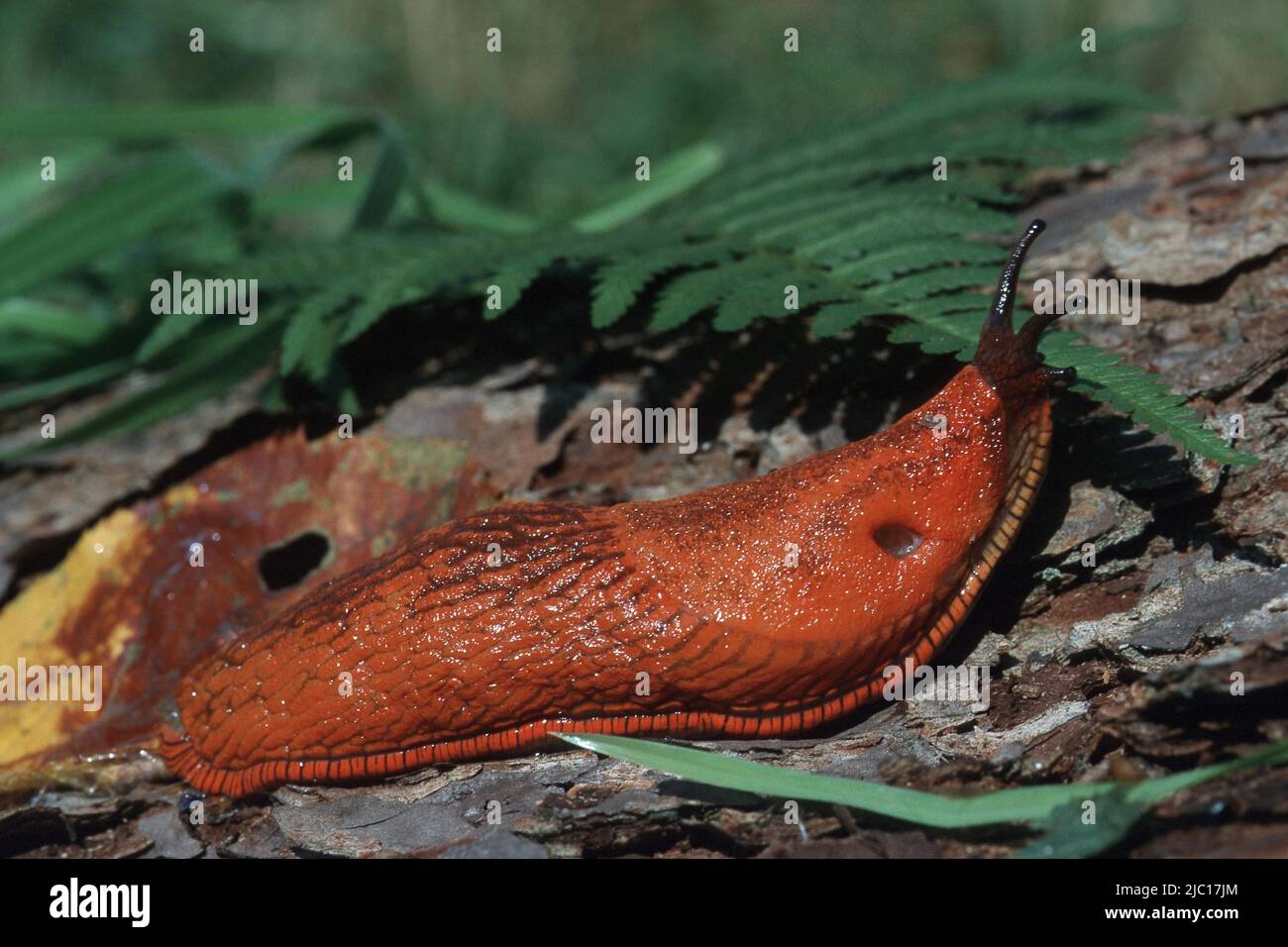 Rosso Slug, rosso Slug grande, rosso Slug maggiore, arion cioccolato, rosso Slug europeo (Arion rufus, Arion ater ssp. rufus), strisciante su legno, Germania Foto Stock