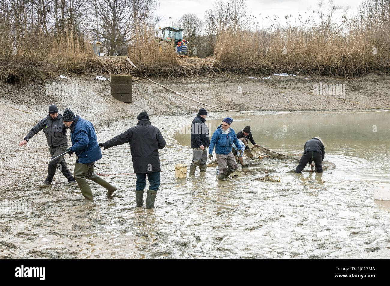 Mingows o carpe (Cyprinidae), laghetto delle carpe è pescato secco, Germania, Baviera Foto Stock