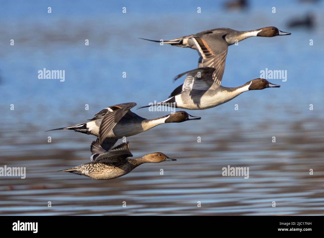 il pintail settentrionale (Anas acuta), tre drappi e una femmina in volo, Germania, Baviera Foto Stock