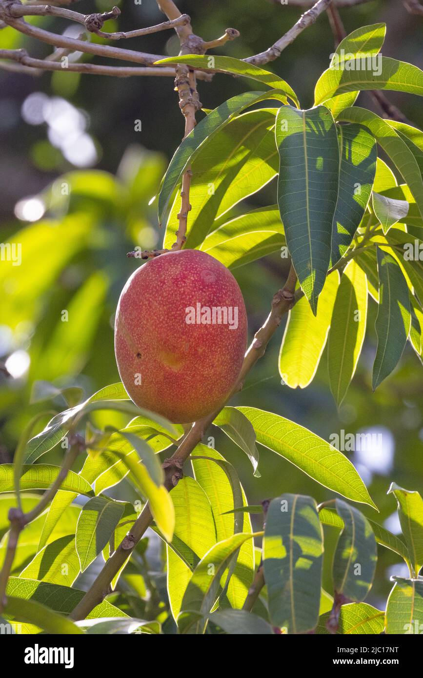 mango (Mangifera indica), frutta matura su un albero, USA, Hawaii, Maui Foto Stock