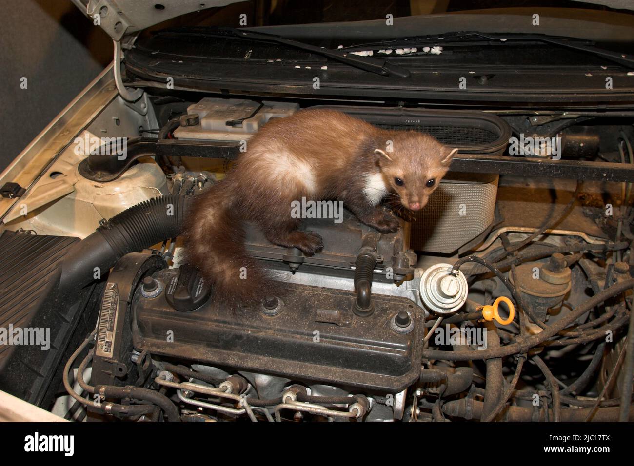 Faggio martora, pietra martora, bianco martora (Martes foina), nel vano motore di un'auto, Germania Foto Stock