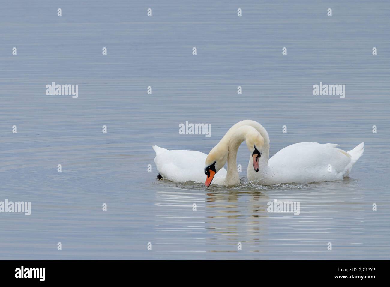 Mute cigno (Cygnus olor), prima dell'accoppiamento, Germania, Baviera Foto Stock