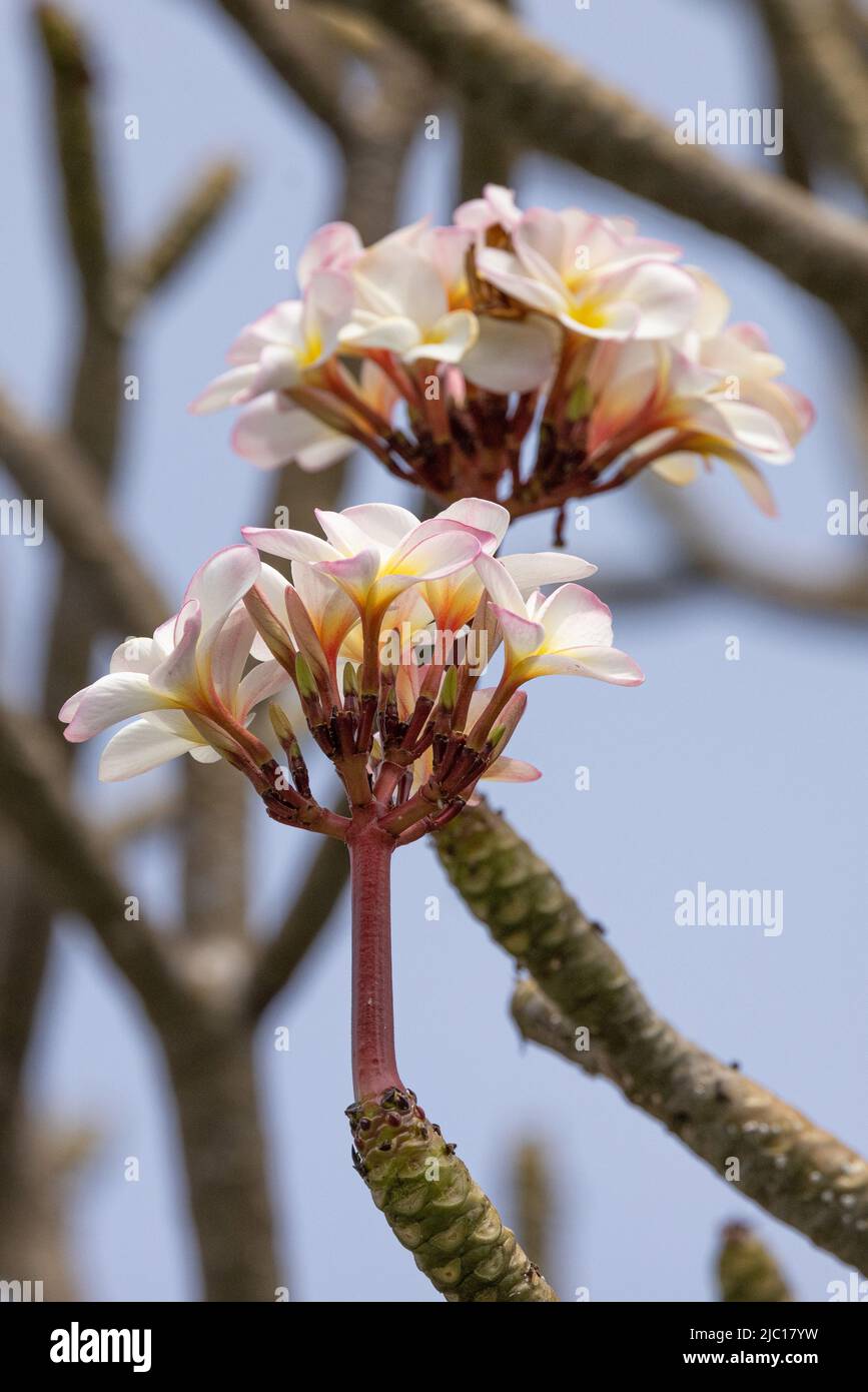 frangipani pianta, nosegaytree (Plumeria alba), fiori, pianta ornamentale tropicale, USA, Hawaii, Maui Foto Stock