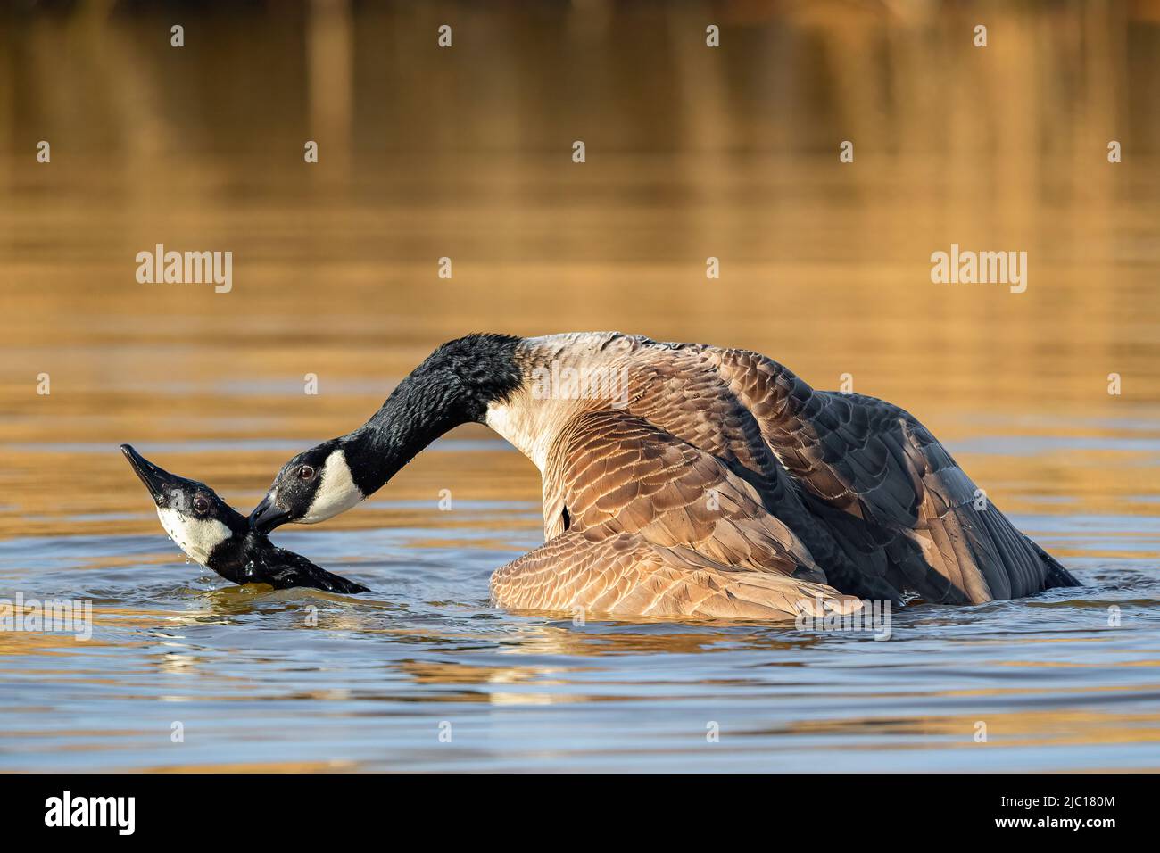 Oca canadese (Branta canadensis), coppia di accoppiamento, Germania Foto Stock