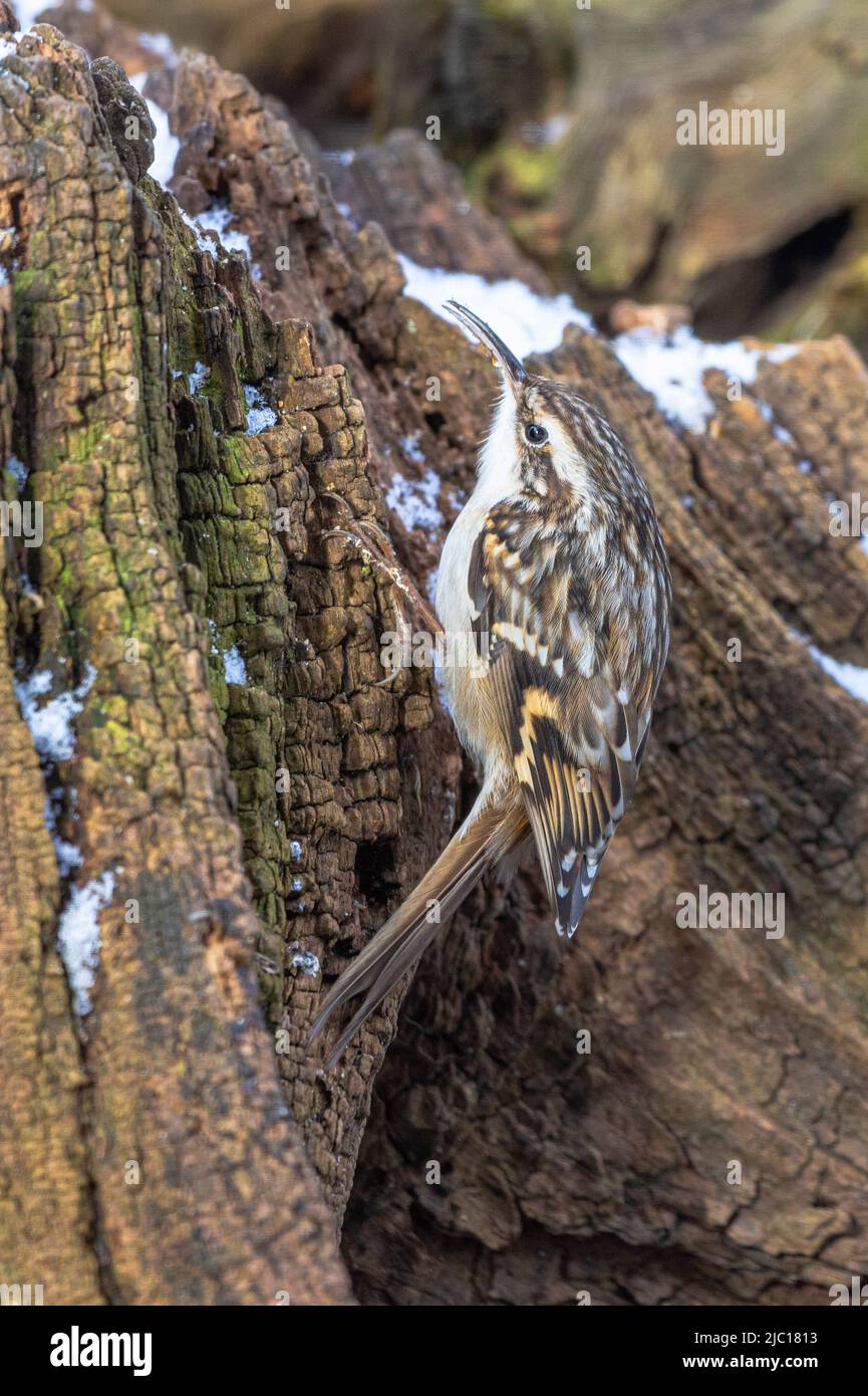 treecreeper a punta corta (Certhia brachydactyla), su legno morto con resti di neve, Germania, Baviera Foto Stock