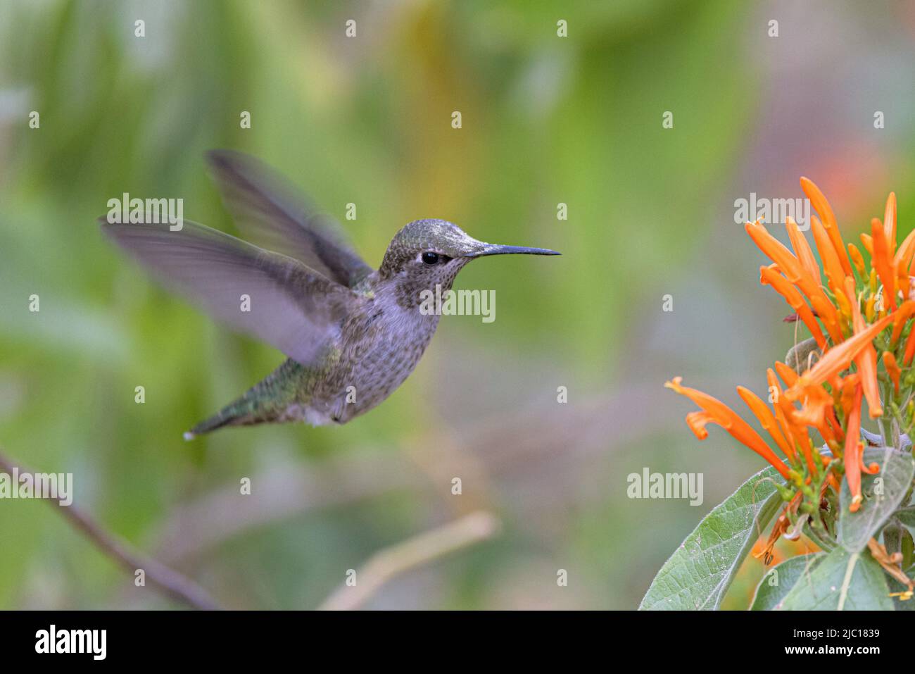 Hummingbird (Cynanthus latirostris), hovering femminile di fronte ai fiori, Stati Uniti, Arizona, Boyce Thompson Arboretum Foto Stock
