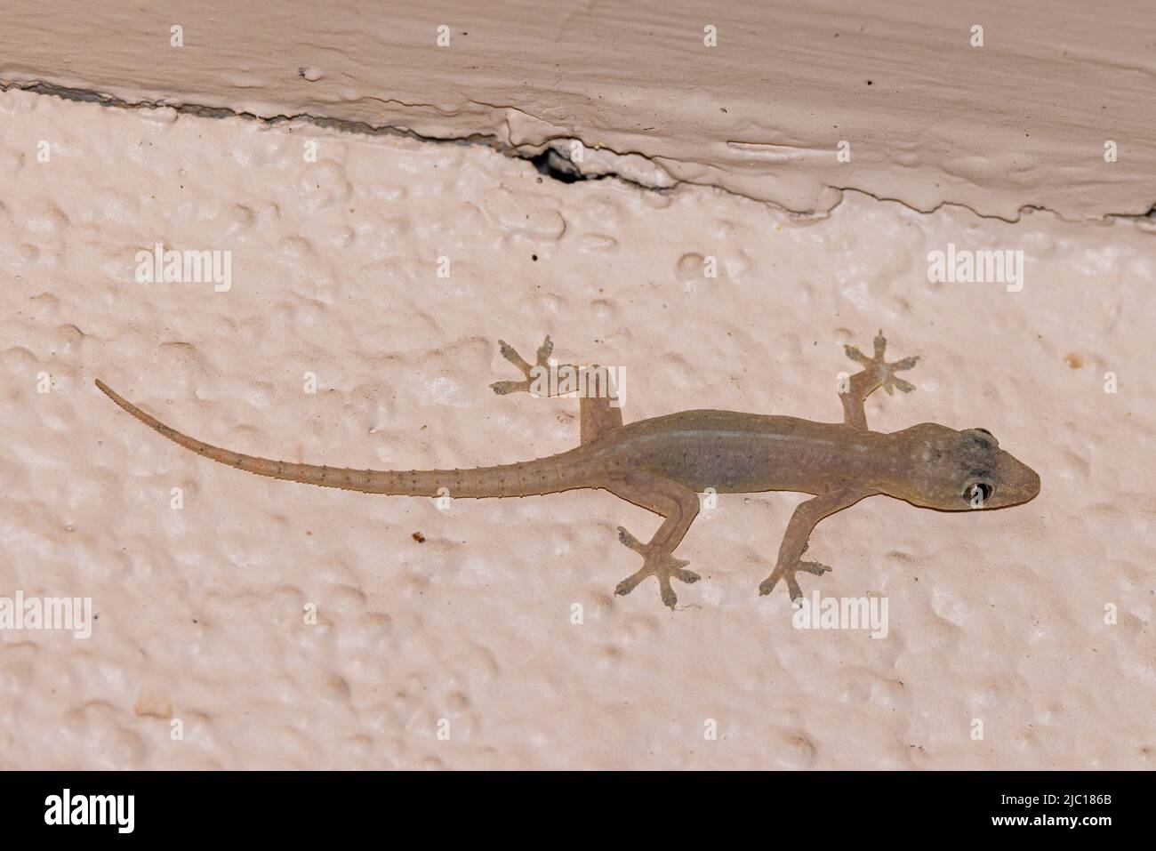 Gecko foglia asiatica, gecko casa asiatica, cheechak (cf Hemidactylus frenatus), climi su un rivestimento, USA, Hawaii, Maui Foto Stock