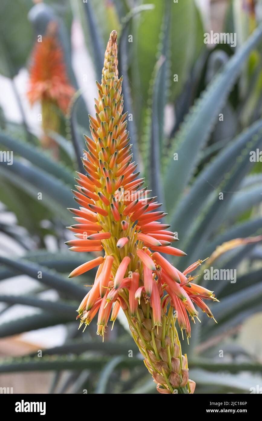 Fynbos aloe (Aloe succotrina), infiorescenza, piante ornamentali, Spagna, Andalusia Foto Stock
