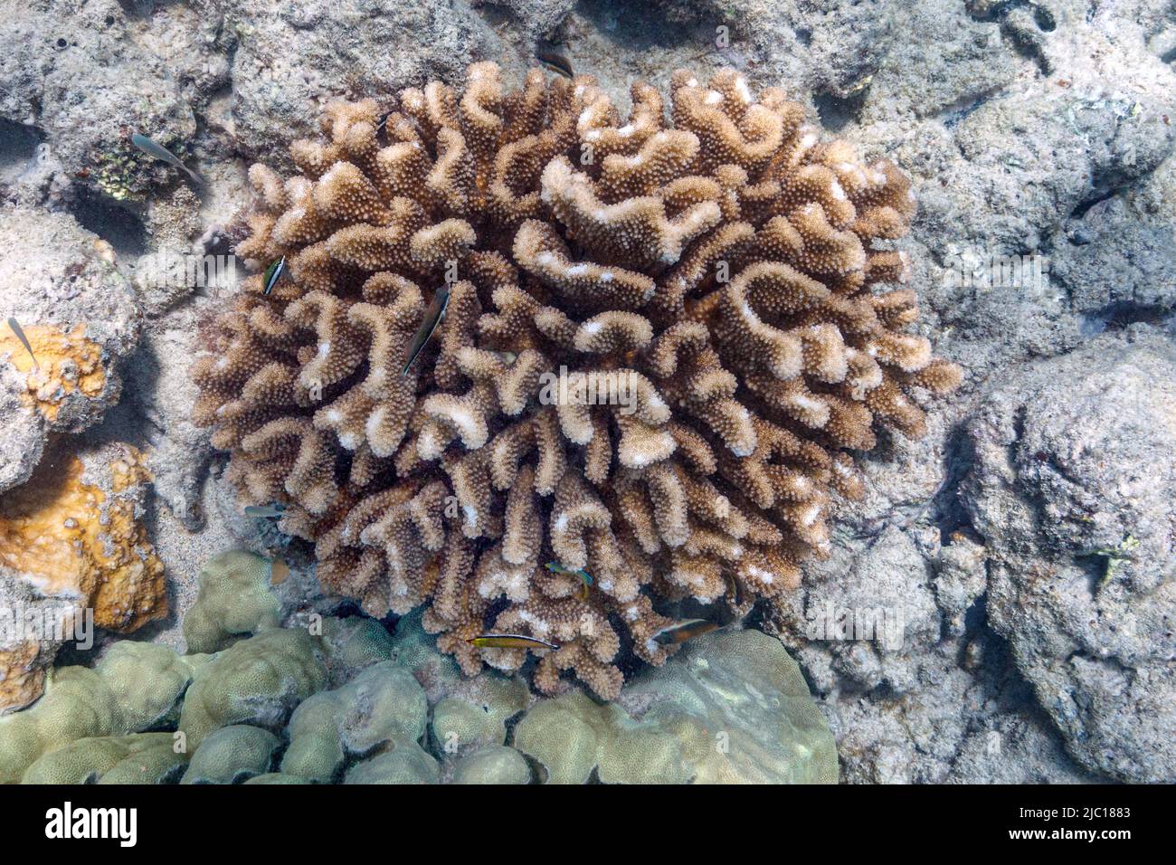 Corallo cavolfiore (Pocillopora eydouxi), presso la barriera corallina, USA, Hawaii, Maui Foto Stock
