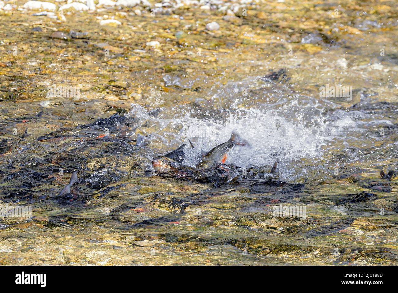 Nase (Chondrostoma nasus), riproduzione di uova, salto di delfini della femmina dopo la deposizione di uova, Germania, Baviera, Mangfall Foto Stock