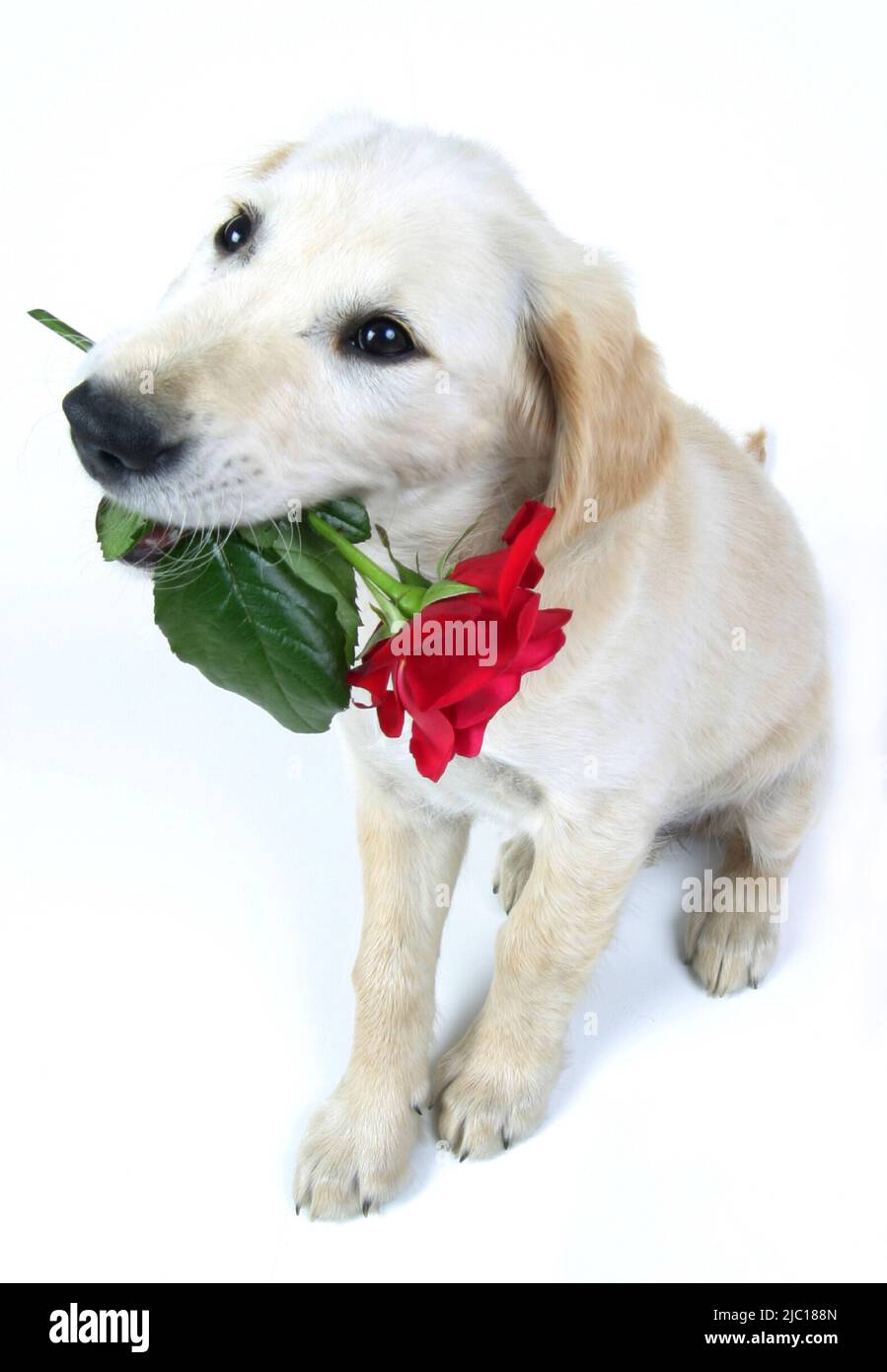 Golden Retriever (Canis lupus f. familiaris), cucciolo con una rosa rossa in bocca Foto Stock