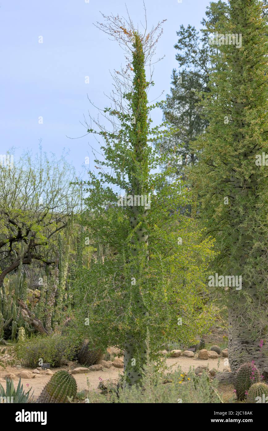 Boojum albero (Fouquieria columnaris), circa 10 m di altezza, Stati Uniti, Arizona, Boyce Thompson Arboretum Foto Stock