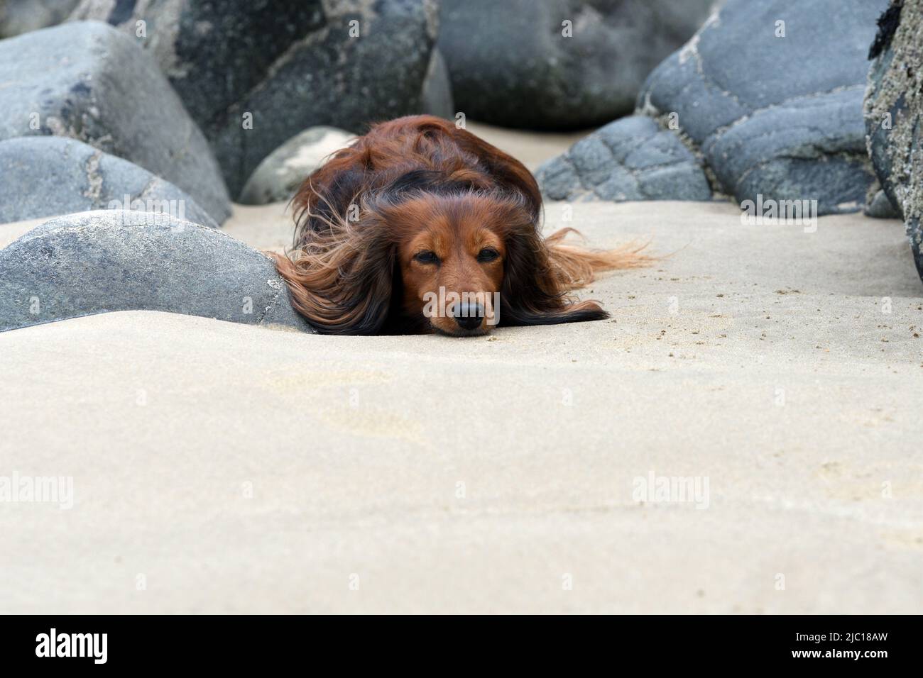 Dachshund a capelli lunghi, cane da salsiccia a capelli lunghi, cane domestico (Canis lupus F. familiaris), sdraiato sulla spiaggia tra rocce, Francia, Bretagna, Erquy Foto Stock