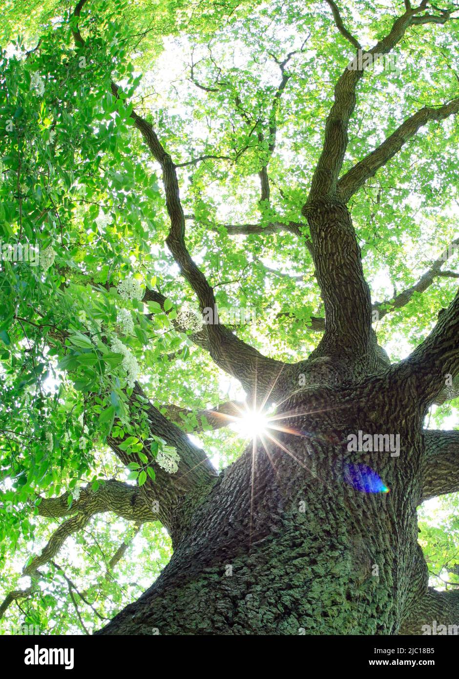 Quercia comune, quercia peduncola, quercia inglese (Quercus robur, Quercus pedunculata), in estate con travi di sole, Germania Foto Stock