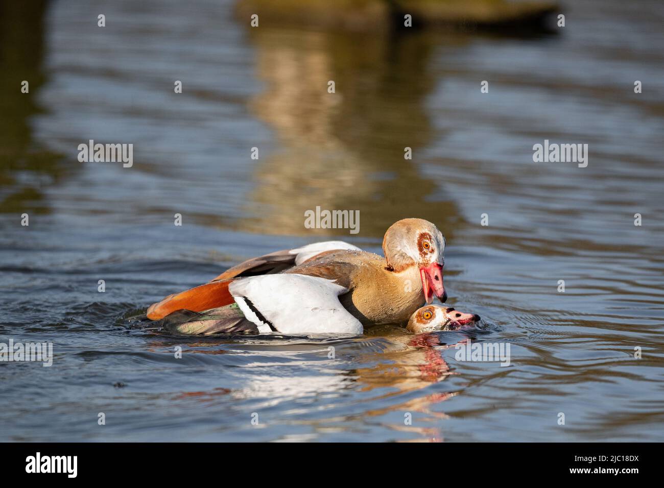 L'oca egiziana (Alopochen aegyptiacus), spavento il suo rivale sotto l'acqua, la Germania Foto Stock