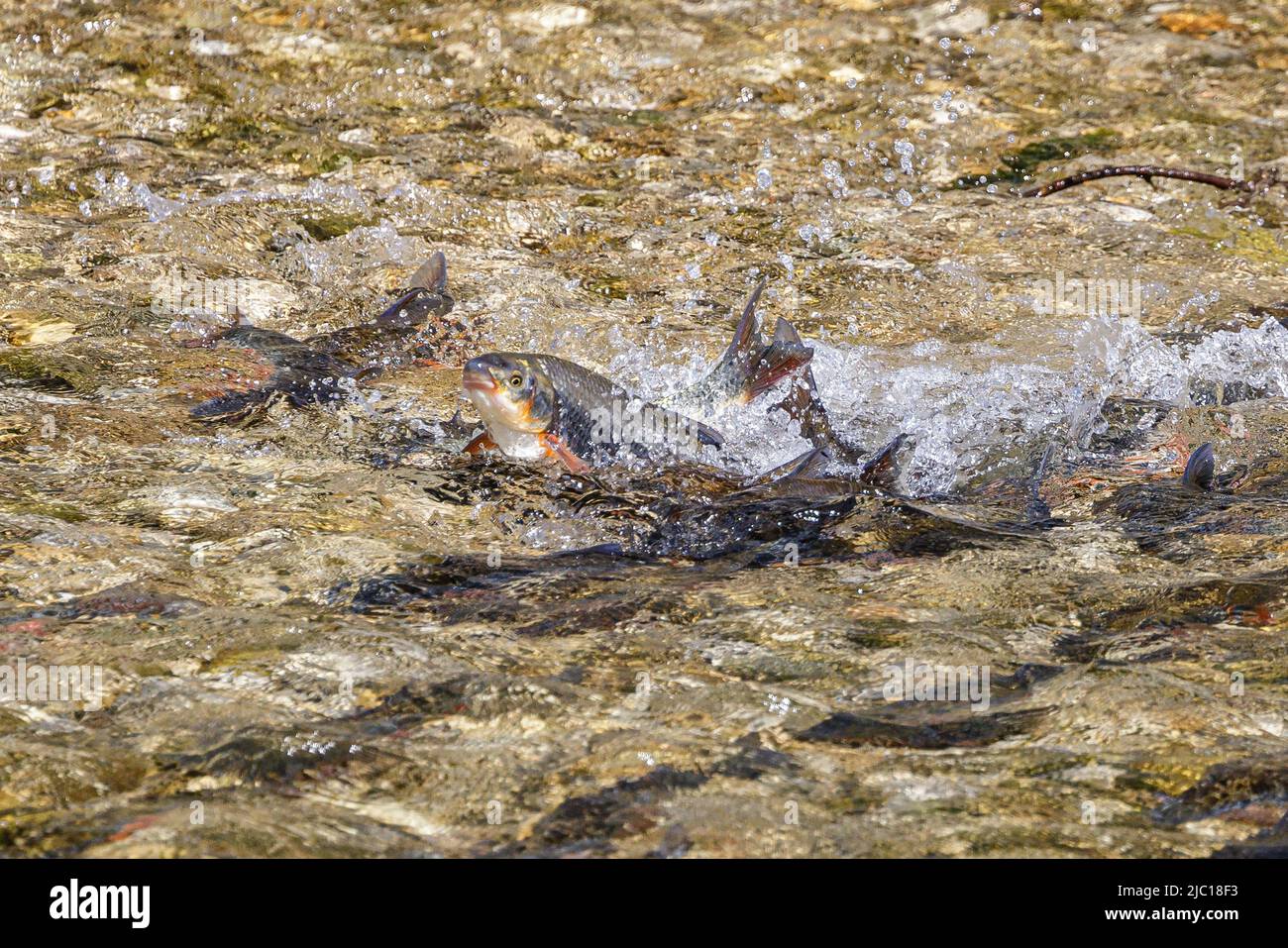 Nase (Chondrostoma nasus), riproduzione di uova, salto di delfini della femmina dopo la deposizione di uova, Germania, Baviera, Mangfall Foto Stock