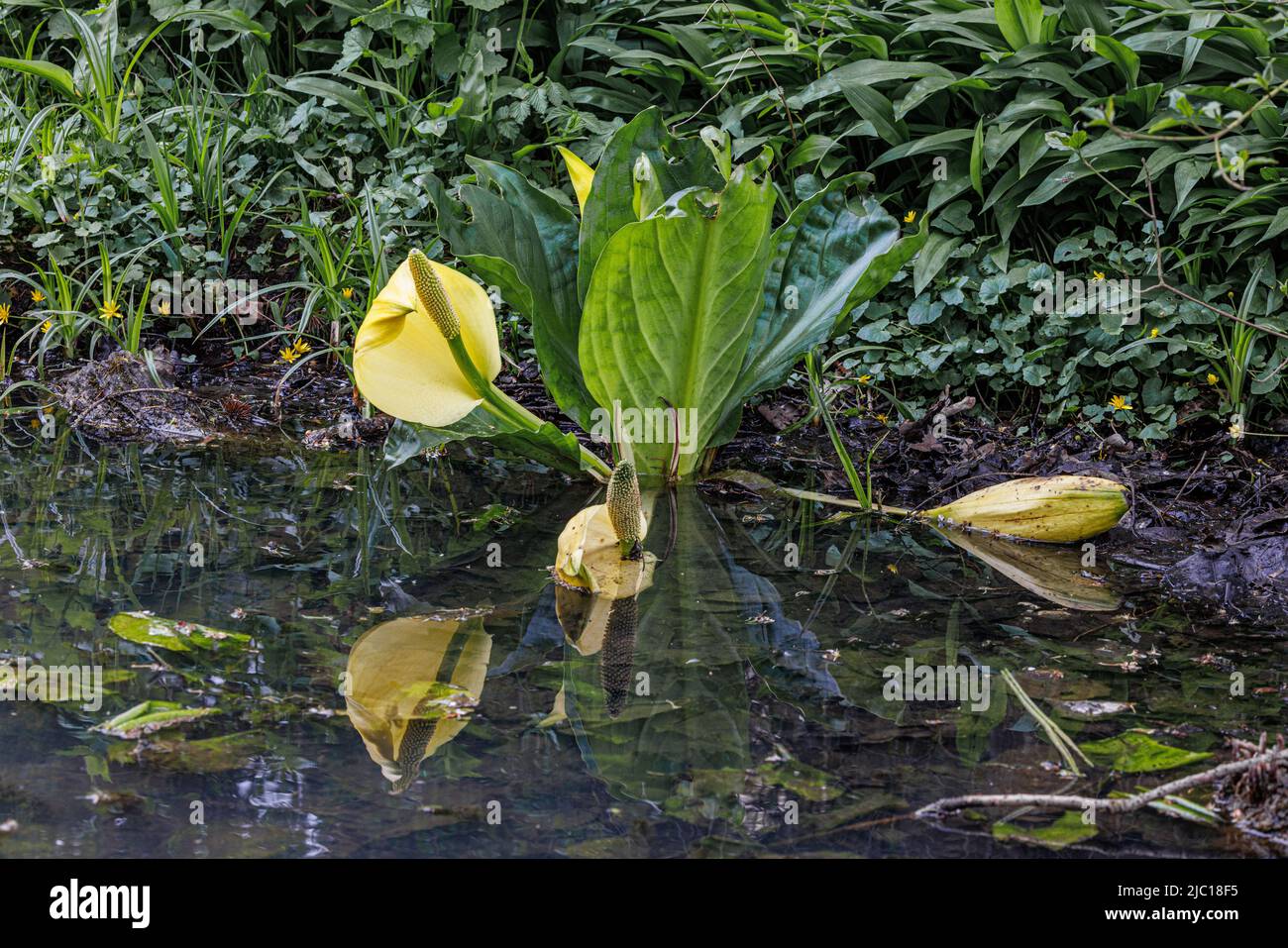 Cavolo skunk, lanterna palude, arum giallo, cavolo skunk giallo (Lysichiton americanus), fioritura sulla riva laghetto, neofita, Germania, Baviera Foto Stock