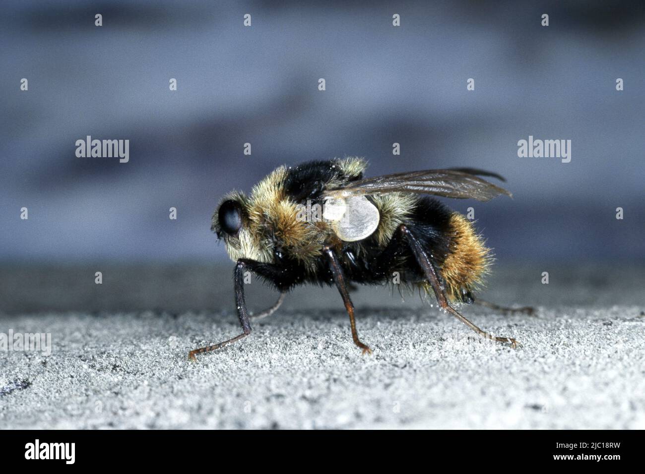 Bue wara mosca, bestiame bovino settentrionale grub (Hypoderma bovis), primo piano Foto Stock