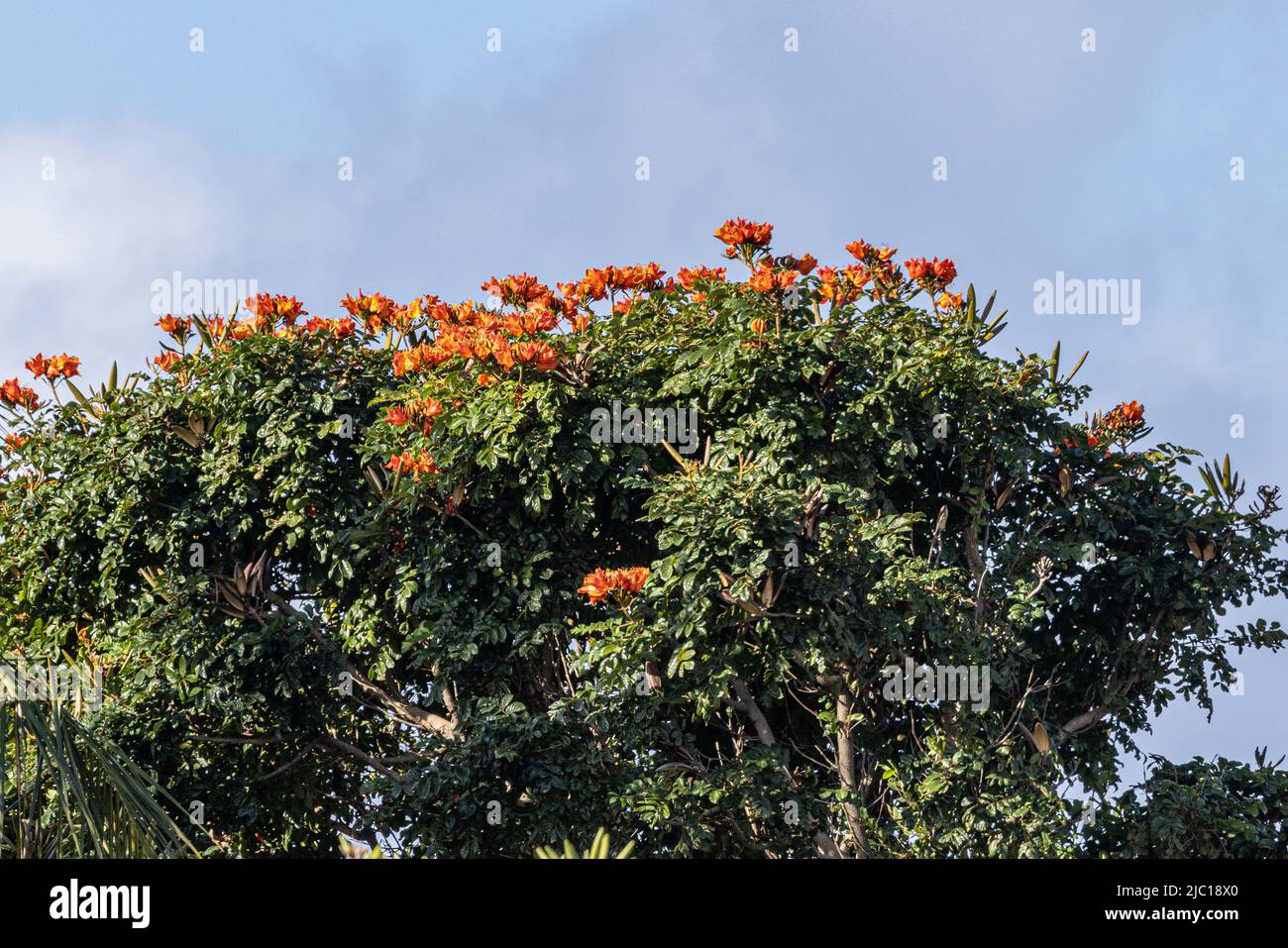 Flame tree (Spathodea campanulata), fioritura, USA, Hawaii, Maui Foto Stock