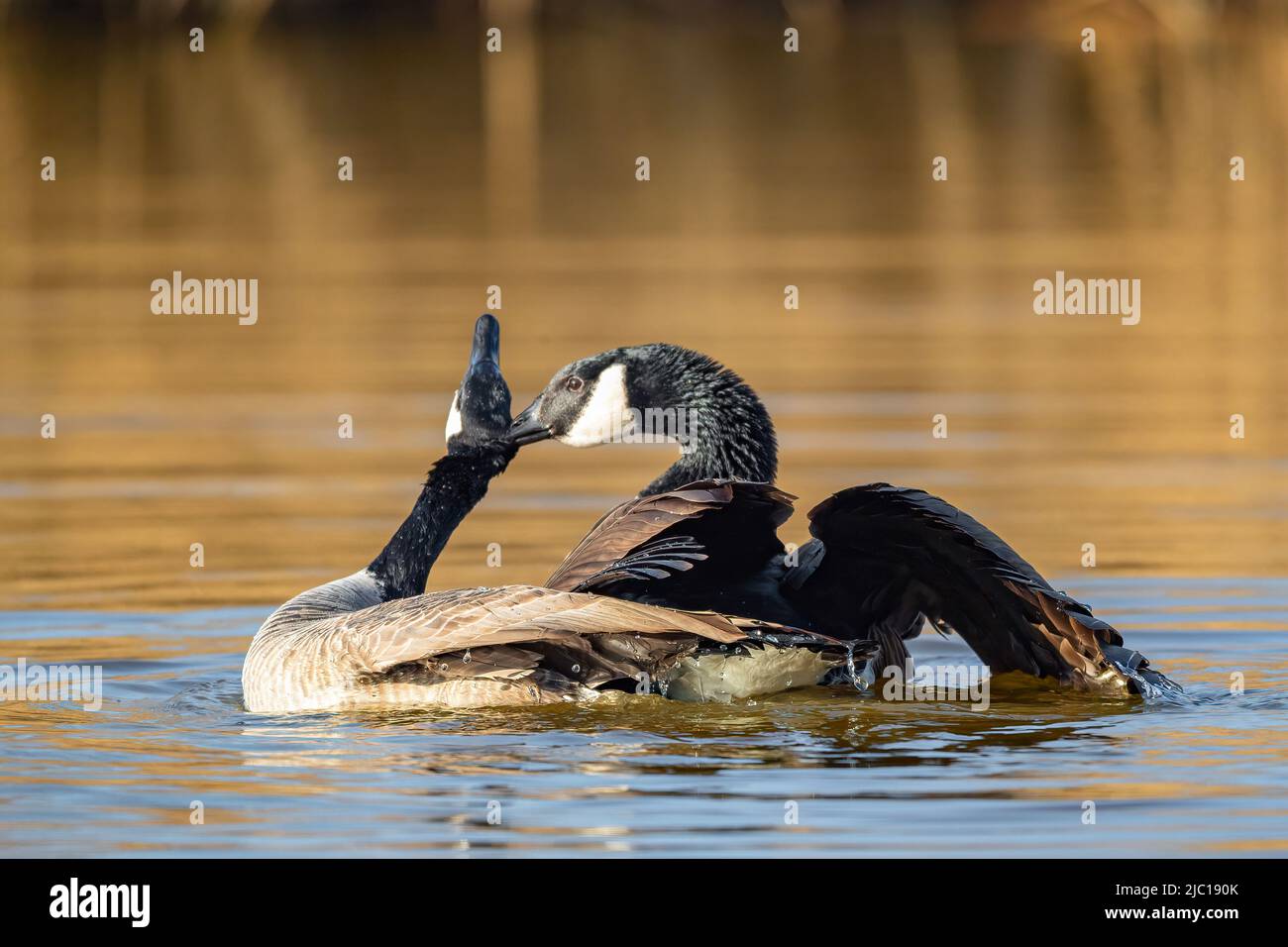 Oca canadese (Branta canadensis), coppia di accoppiamento, Germania Foto Stock