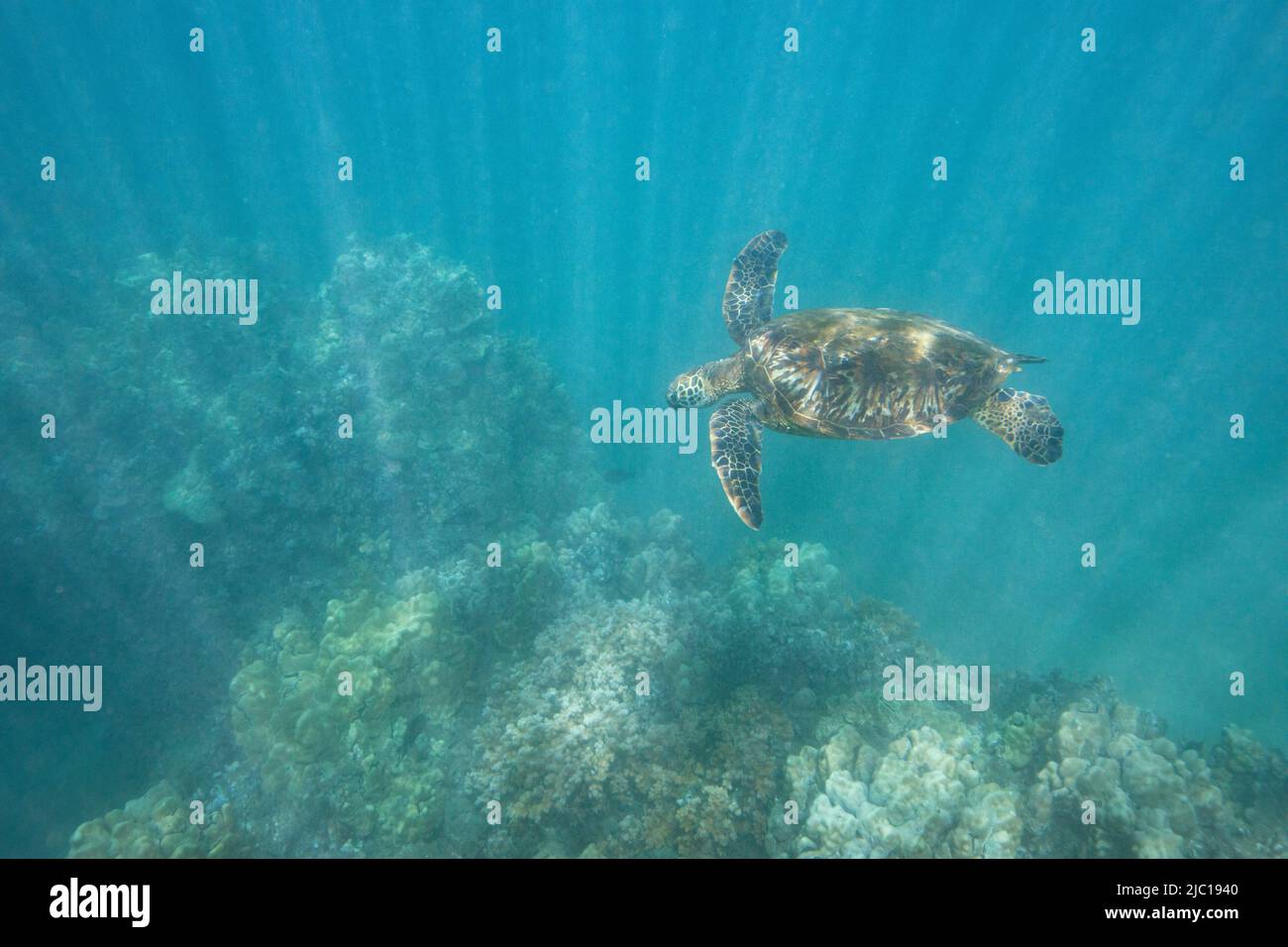 Tartaruga verde, tartaruga di roccia, tartaruga di carne (Chelonia mydas), nuoto in acqua soleggiato sopra una barriera corallina, Stati Uniti, Hawaii, Maui Foto Stock