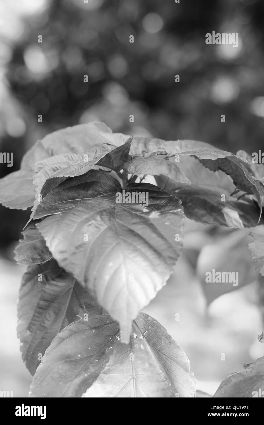 Lussureggianti piante tropicali che crescono nella giungla calda in bianco e nero. Foto Stock