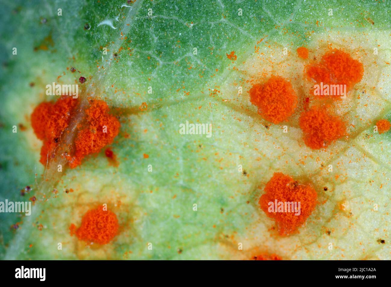 Ruggine di rosa, mucosone di Phragmidium, bulbosum di tuberculatum. Pustole (urediospore, teliospore) formate sulla superficie inferiore della foglia di una rosa ornamentale. Foto Stock