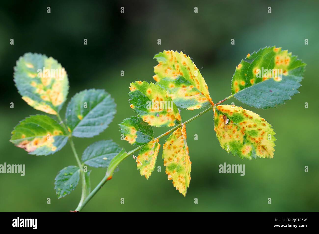 Ruggine di rosa, mucosone di Phragmidium, bulbosum di tuberculatum. Pustole (urediospore, teliospore) formate sulla superficie inferiore della foglia di una rosa ornamentale. Foto Stock