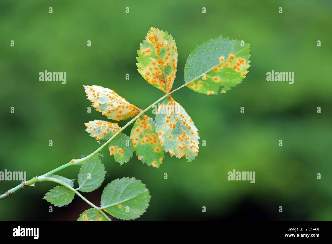 Ruggine di rosa, mucosone di Phragmidium, bulbosum di tuberculatum. Pustole (urediospore, teliospore) formate sulla superficie inferiore della foglia di una rosa ornamentale. Foto Stock