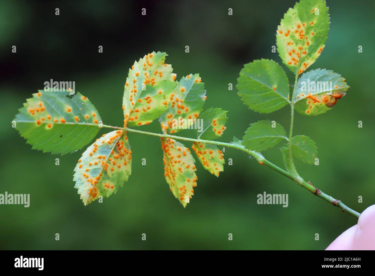 Ruggine di rosa, mucosone di Phragmidium, bulbosum di tuberculatum. Pustole (urediospore, teliospore) formate sulla superficie inferiore della foglia di una rosa ornamentale. Foto Stock