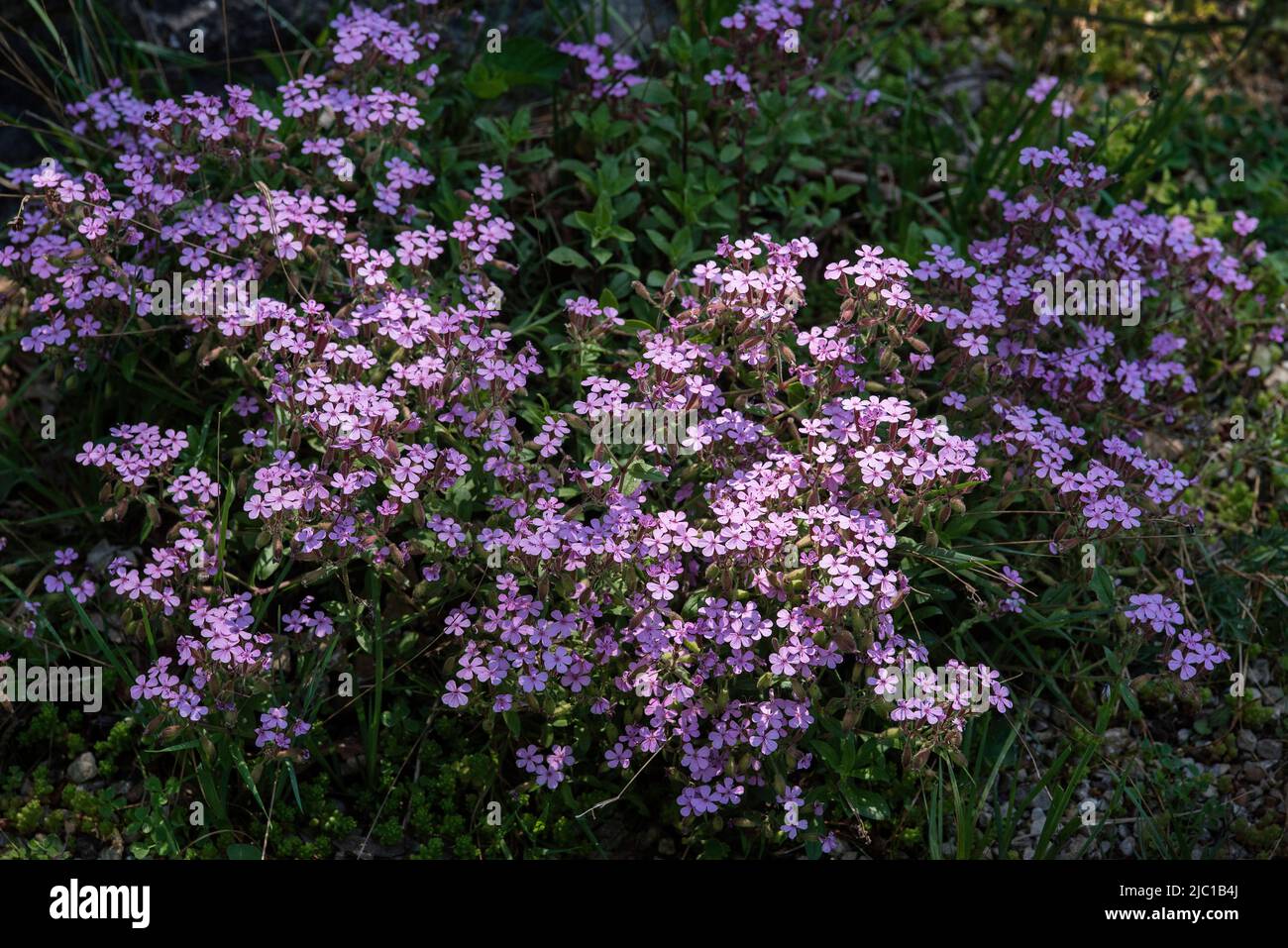 Fiori / giardinaggio: Rosa roccia soapwort - Saponaria ocimoides Foto Stock