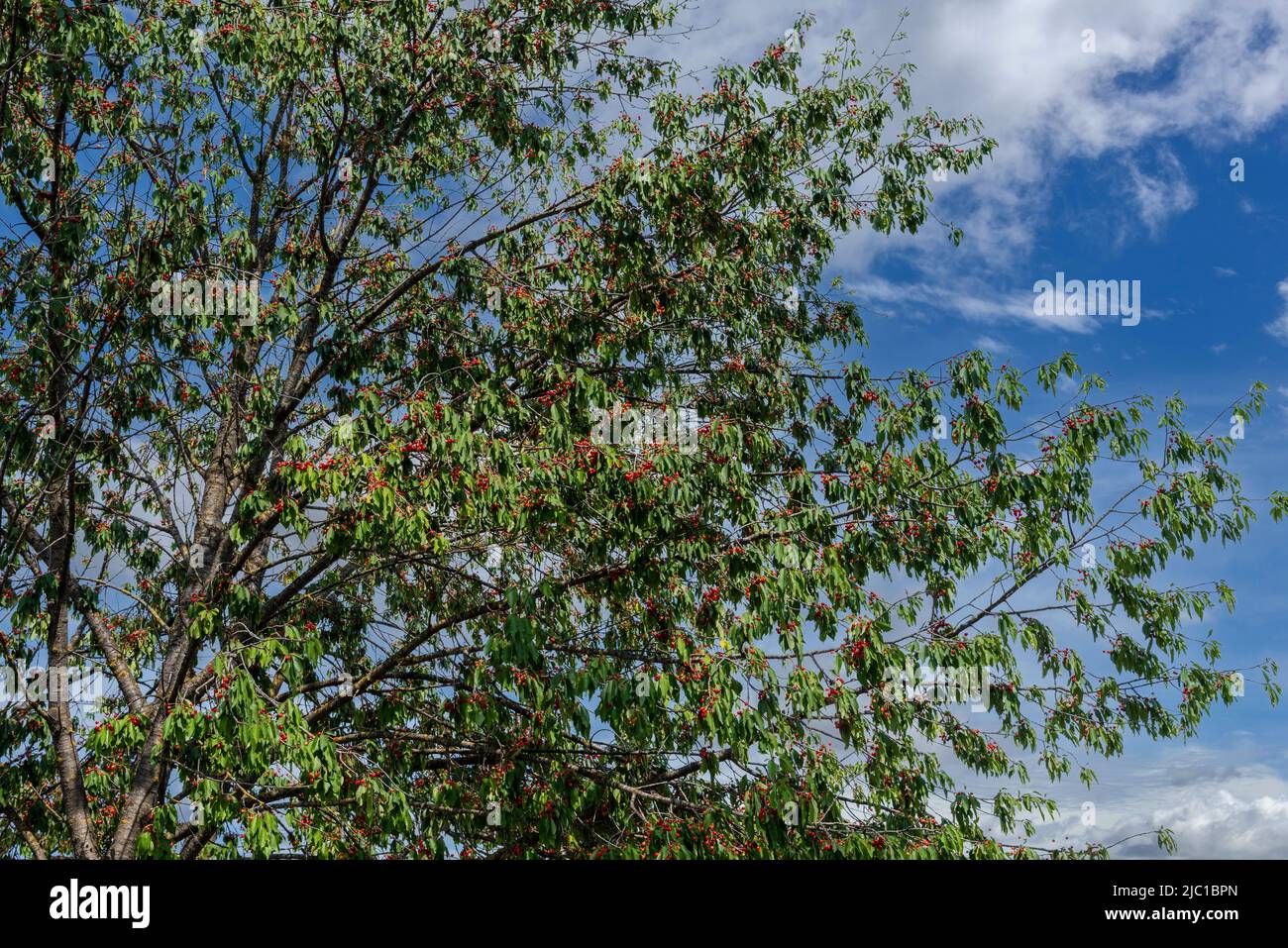 Ciliegio con rami carichi di ciliegie rosse mature su cielo azzurro con nuvole Foto Stock