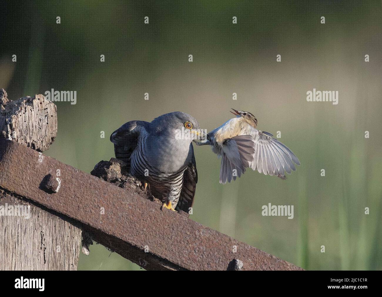 North Yorkshire, Regno Unito. 09th giugno 2022. Un paio di Sedge Warblers che difendono il loro nido da un cucù. Fotografato dal fotografo della natura Mark Hughes in una località segreta nel North Yorkshire il 09/06/2022 nel North Yorkshire, Regno Unito il 6/9/2022. (Foto di Mark Hughes/News Images/Sipa USA) Credit: Sipa USA/Alamy Live News Foto Stock